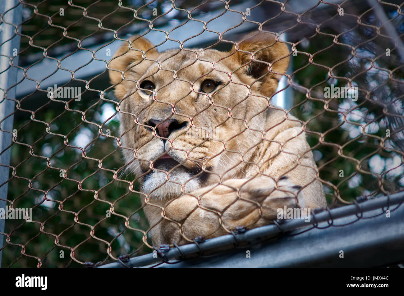 Lion nel giardino zoologico360 passerella vicino al Big Cat cade mostra di lo Zoo di Philadelphia, in Philadelphia, PA, il 24 febbraio 2017. Foto Stock