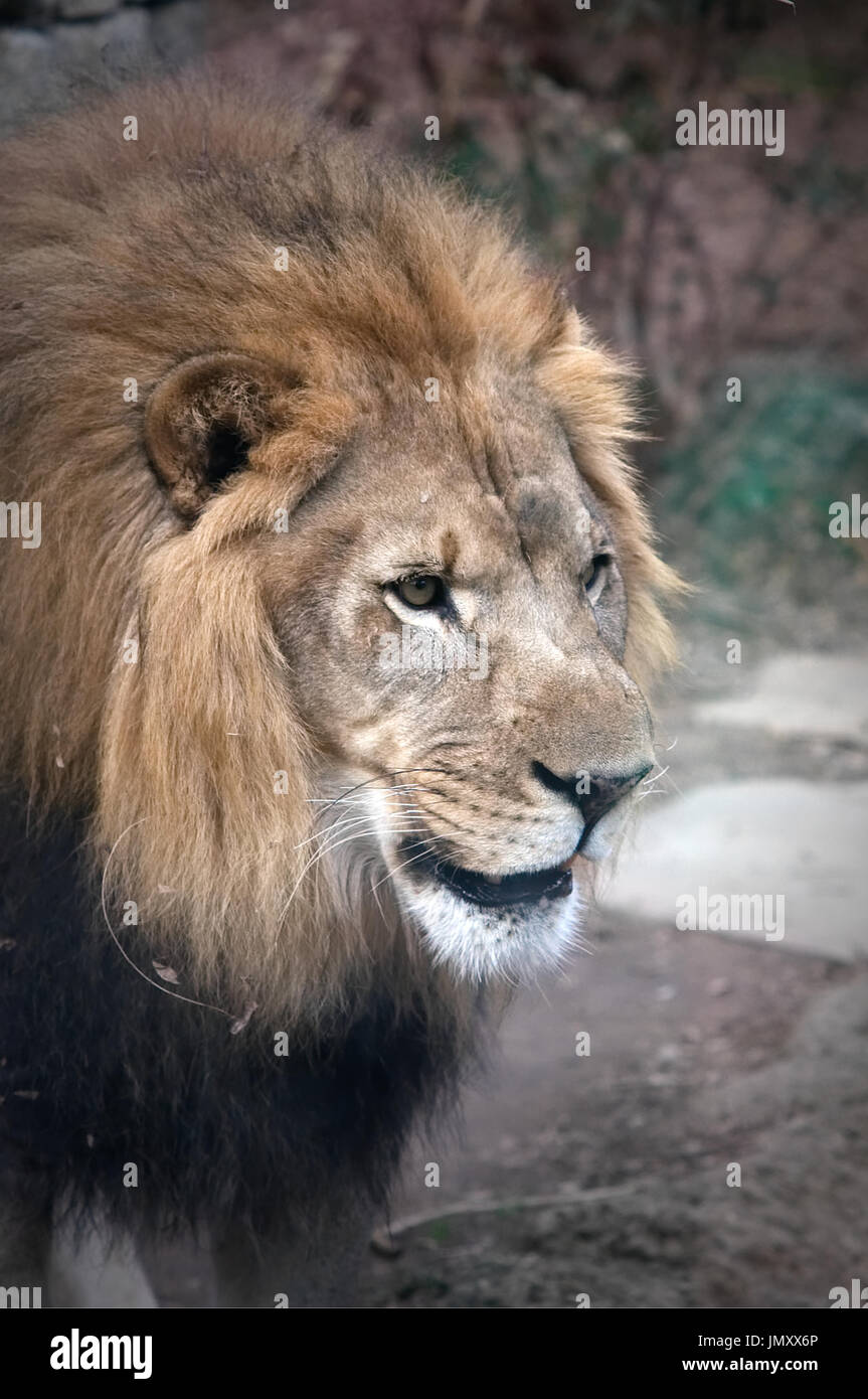 Lion nel suo involucro in corrispondenza del Big Cat cade mostra di lo Zoo di Philadelphia, in Philadelphia, PA, il 24 febbraio 2017. Foto Stock