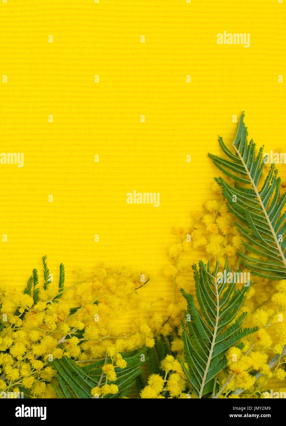 Flower pattern: mimosa (argento) bargiglio ramo giallo su sfondo tessili. Foto Stock