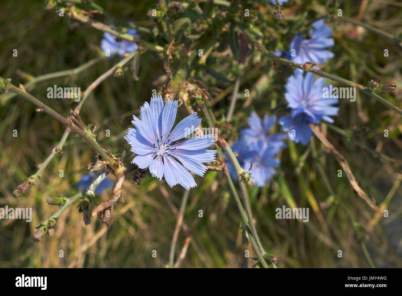 Cichorium intybus Foto Stock