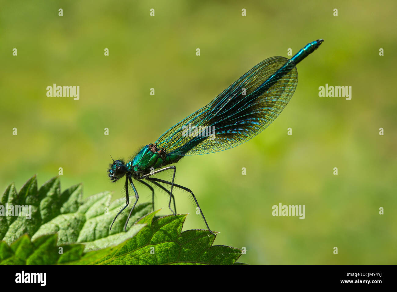 Close up macro shot dei maschi di nastrare demoiselle damselfly su una foglia verde in Scozia Foto Stock