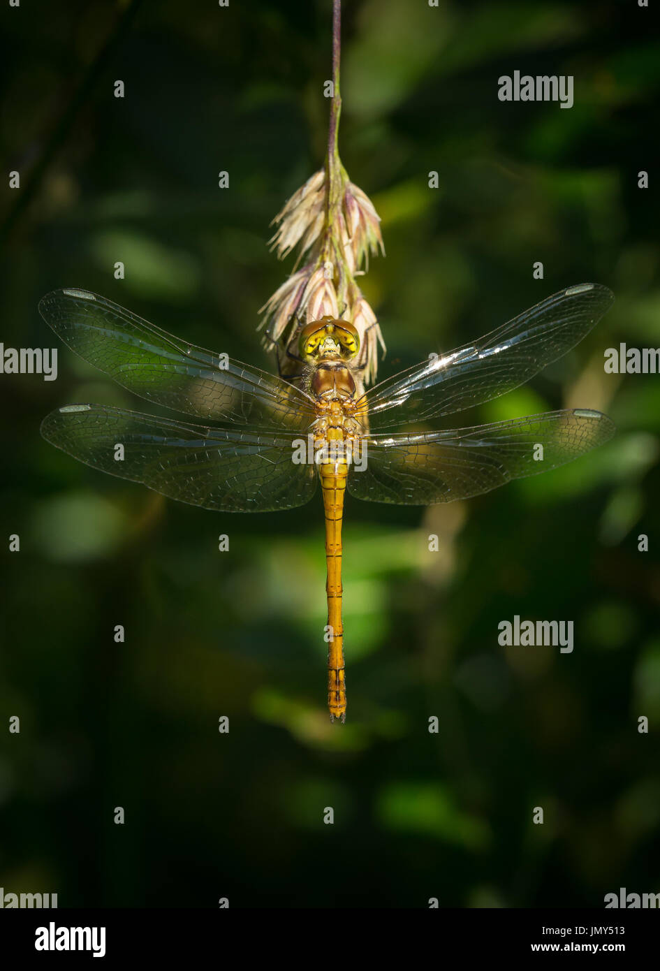 Una vista posteriore di un comune darter libellula con ali stese su un'erba seme head Foto Stock