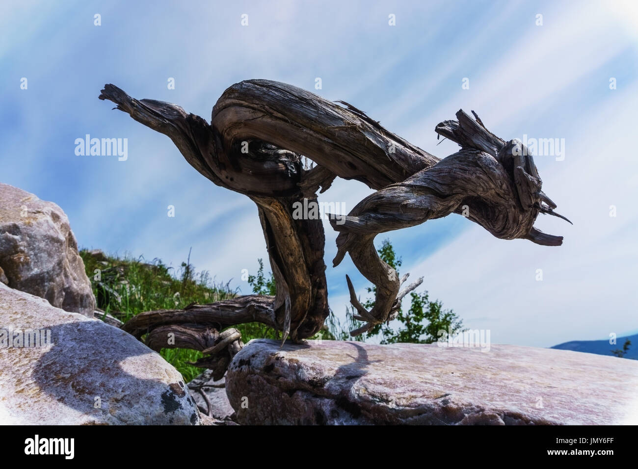 Ancora naturale vita di pietre, il cielo e la bizzarra scultura di radici di albero. Foto Stock