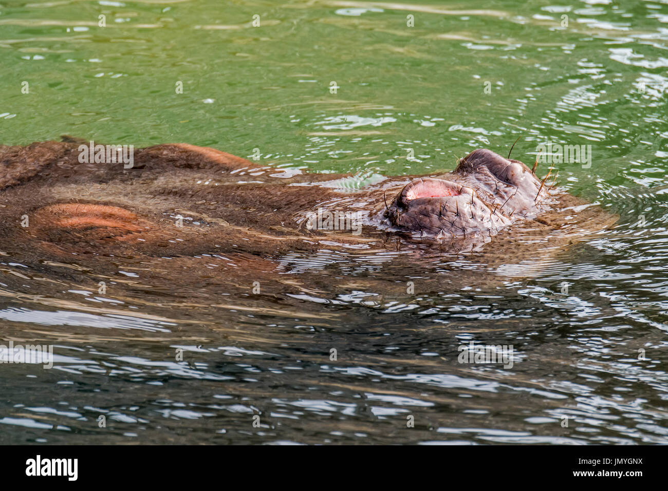 Sommerso di ippopotamo comune / Ippona (Hippopotamus amphibius) affiorante di respirare attraverso narici esposta in acqua di fiume Foto Stock