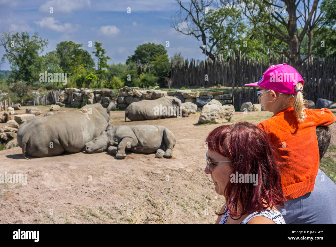 Bambino con i genitori guardando il rinoceronte bianco / famiglia di rinoceronti bianchi (Ceratotherium simum) con taglio di corna in involucro allo zoo in estate Foto Stock