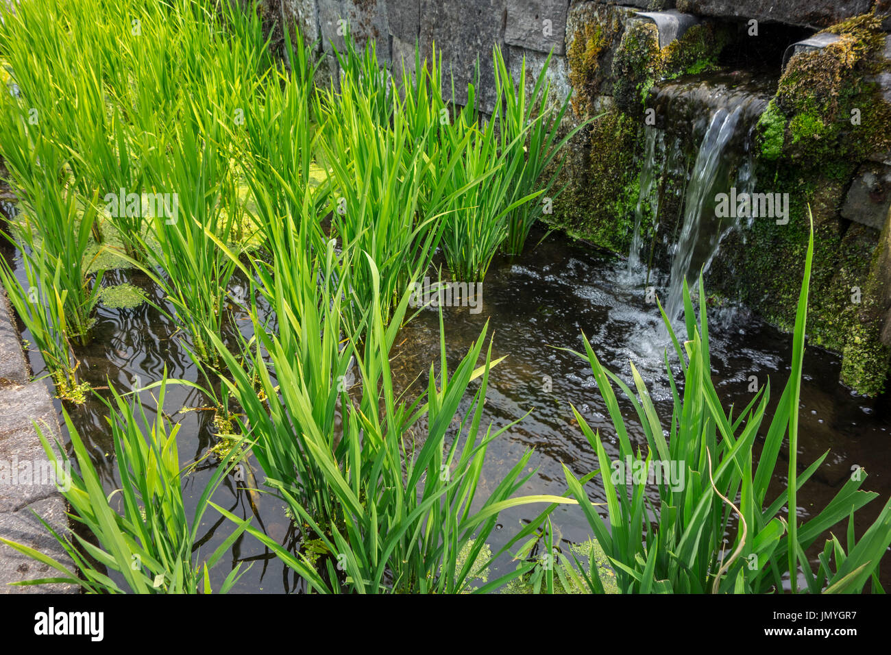 Il riso rosso / longstamen piante di riso (Oryza longistaminata) cresce in acqua della terrazza campo di riso Foto Stock