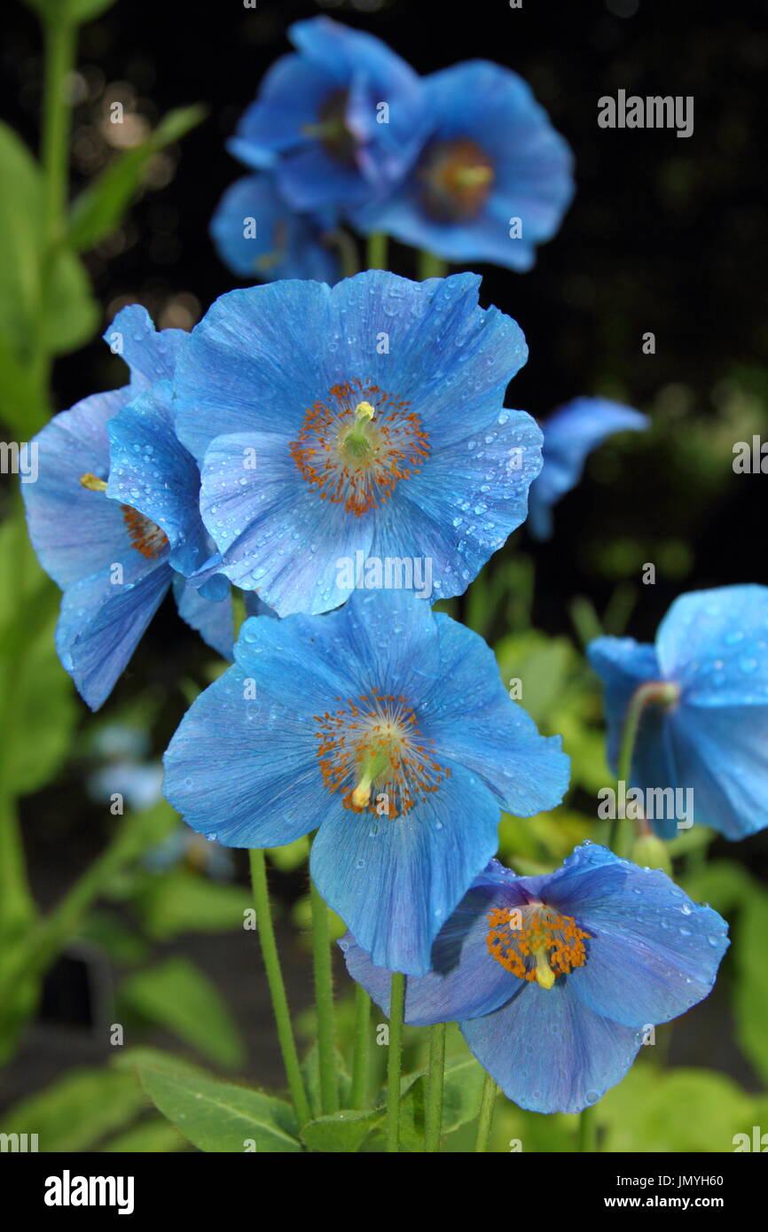 Himalayana di papavero blu - fertile meconopsis 'Lingholm" varietà, fioritura in un inglese Woodland Garden a metà estate (giugno), Regno Unito Foto Stock