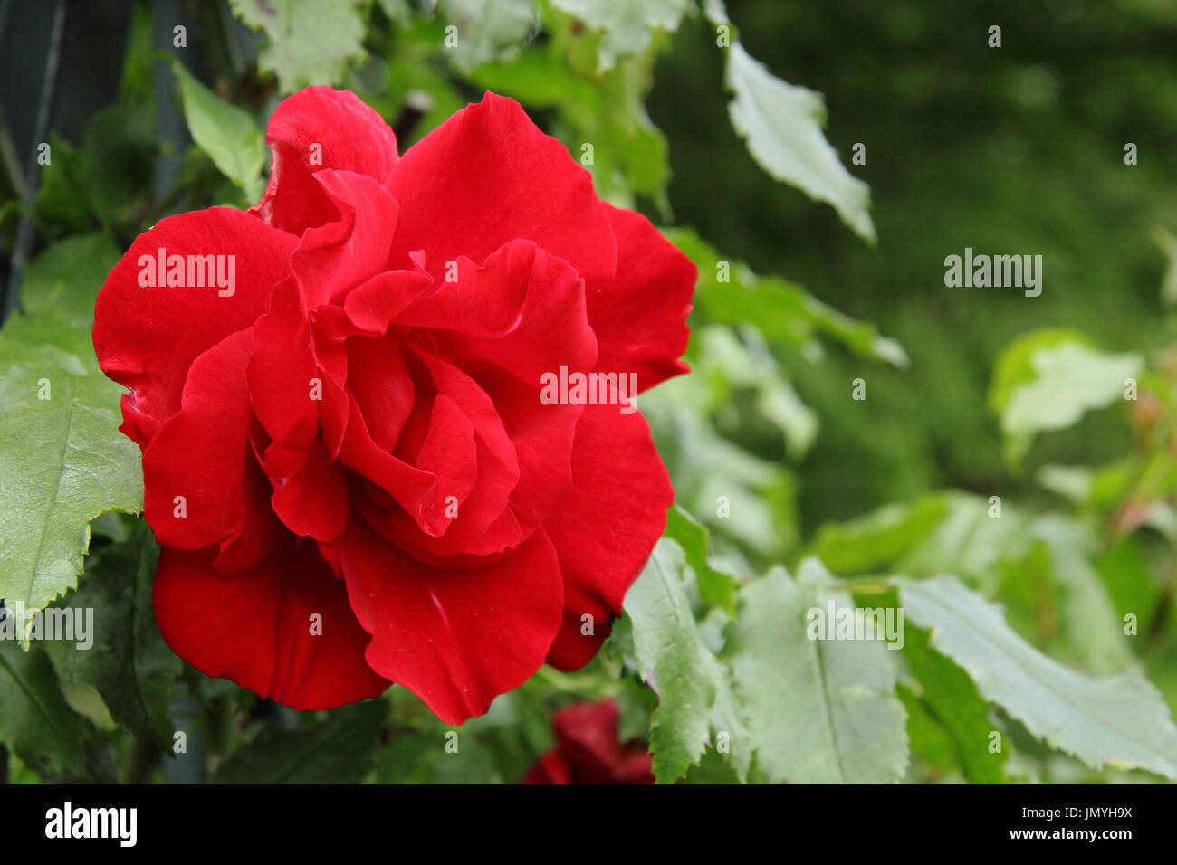 Rosa CRIMSON DESCANT, ripetere la fioritura rosa rampicante, in piena fioritura in un giardino inglese in estate (giugno) REGNO UNITO Foto Stock