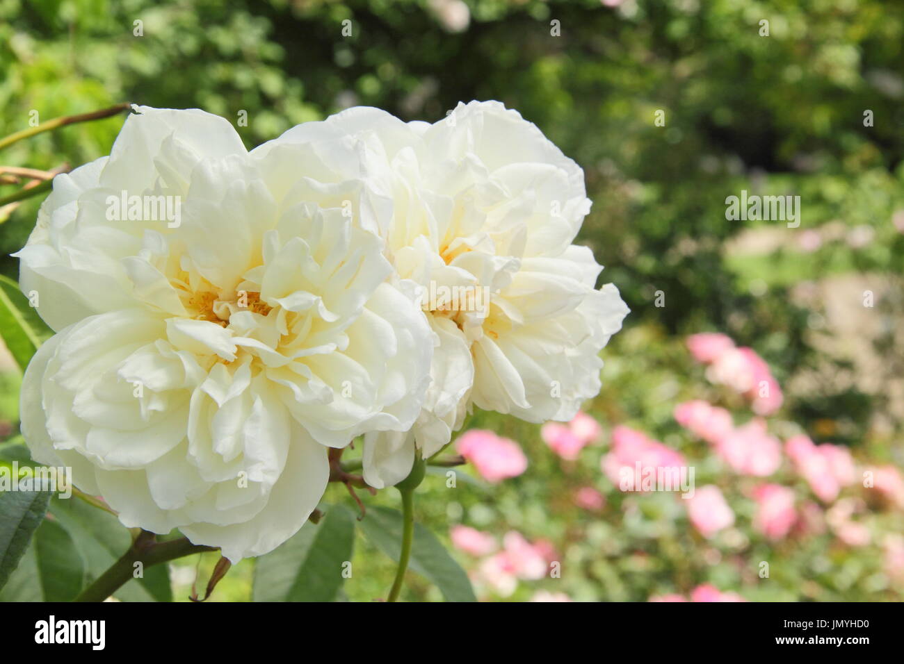 Bianco rosa rampicante uk immagini e fotografie stock ad alta ...