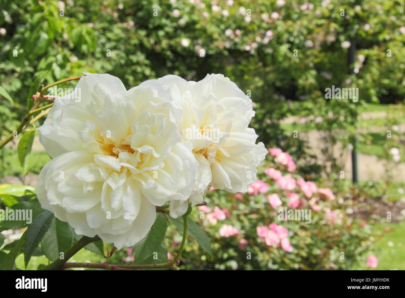 Rosa "Lamarque' una particolarmente profumato noisette rosa rampicante con bianco puro e fiori che sbocciano in un giardino inglese in estate (giugno) Foto Stock