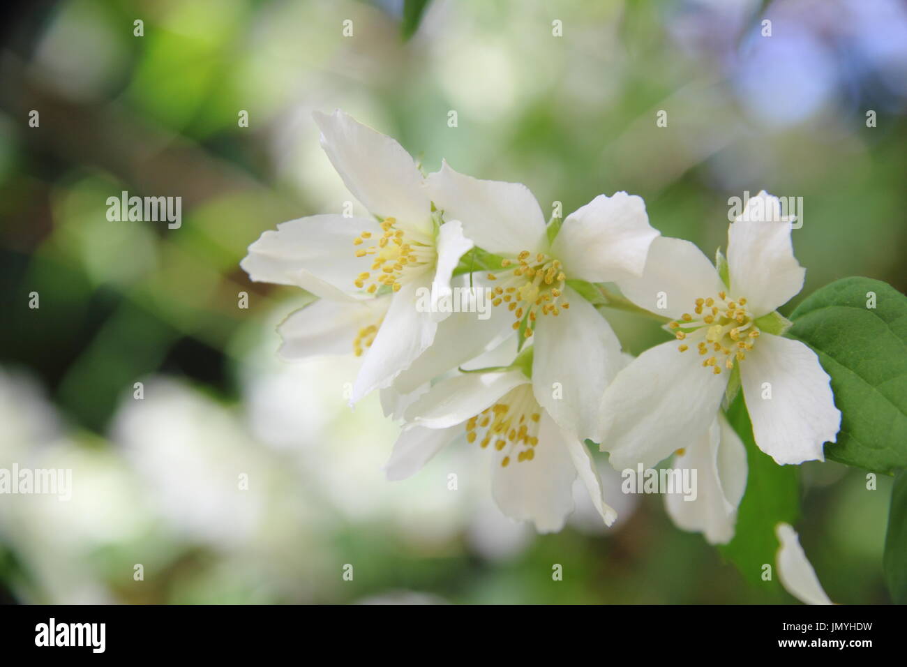 Filadelfo MANTEAU D'HERMINE' mock orange, un bel arbusto profumato, in piena fioritura nel periodo estivo (Giugno), Regno Unito Foto Stock