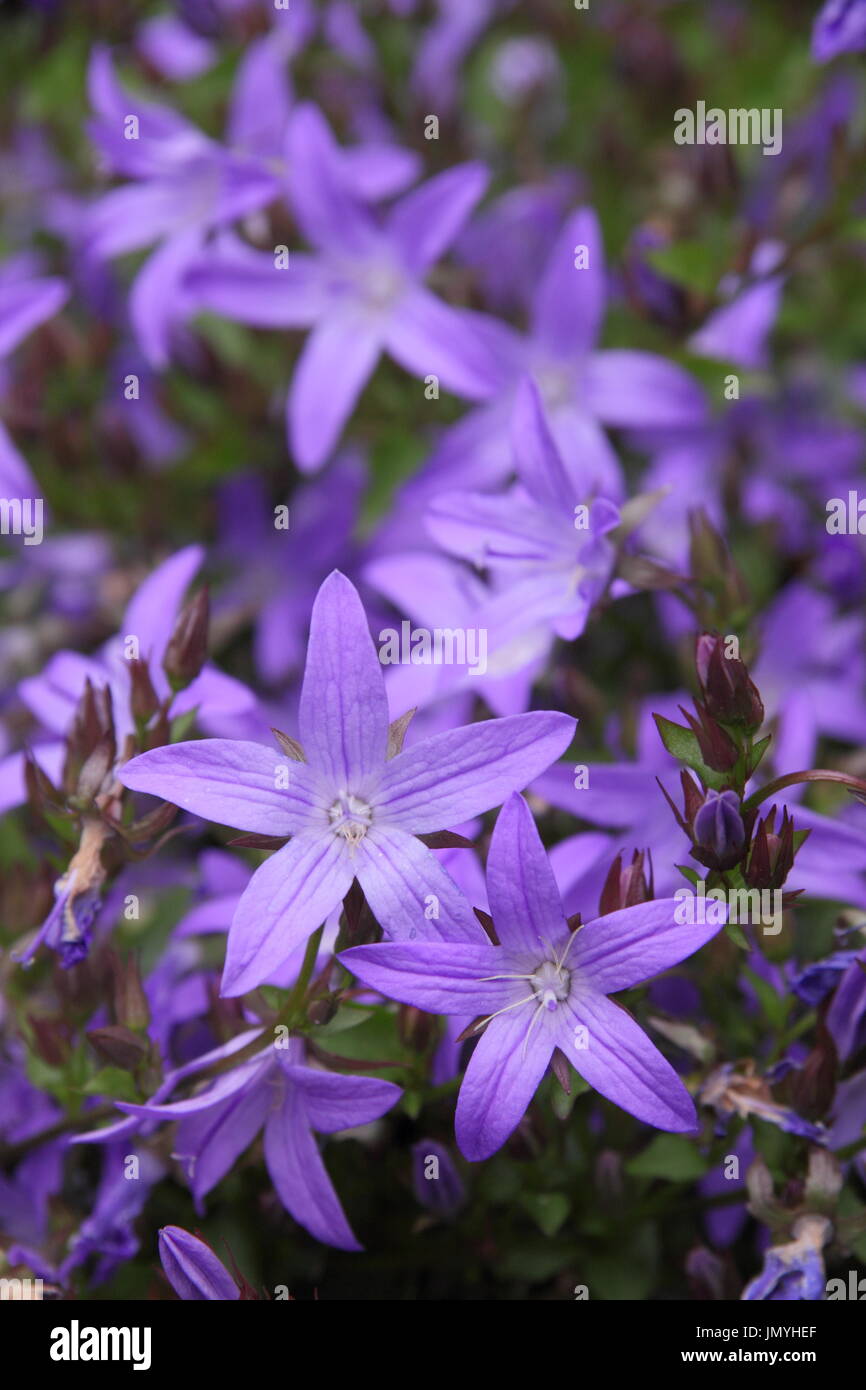 Campanula Poscharskyana, o trascina la campanula, in piena fioritura in un inizio di giardino estivo di frontiera, REGNO UNITO Foto Stock