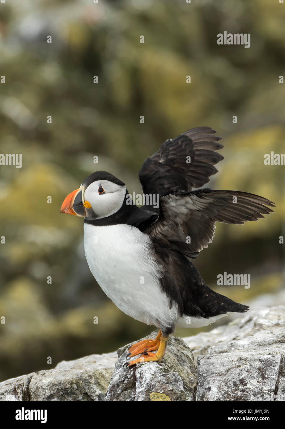 Puffin sbattimenti ali Foto Stock