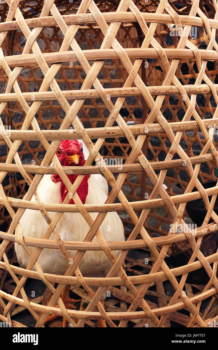 Big fat bianco pollo sfumato bloccati all'interno in legno gabbia di bambù guardando fuori piccoli fori in attesa di essere macellati in Bali, Indonesia. Foto Stock