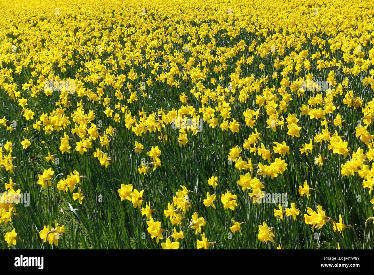 Giallo brillante gruppo colorato di fiori di narciso che cresce in un grande campo in primavera. Foto Stock