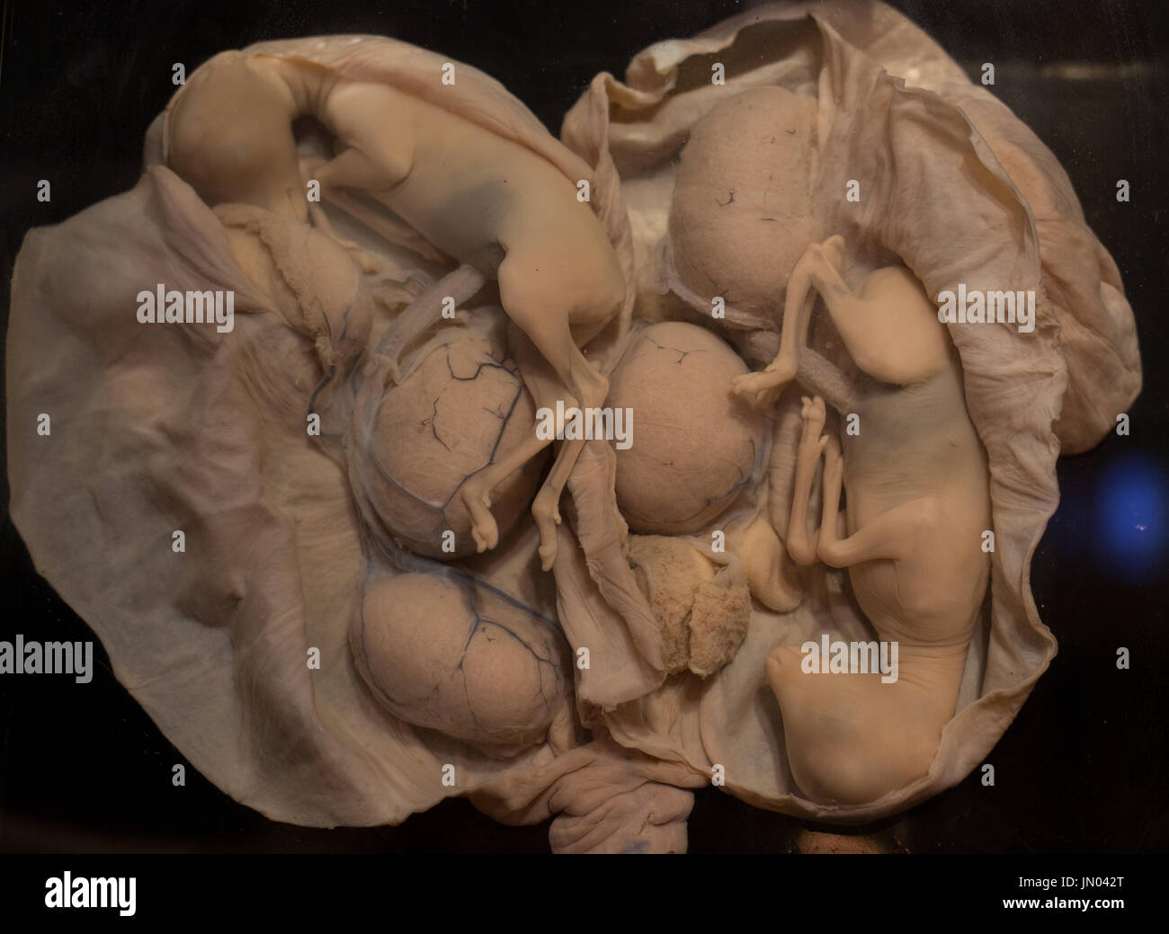 Embrioni di animali in utero in formaldeide utilizzati per l'istruzione e gli esperimenti Foto Stock