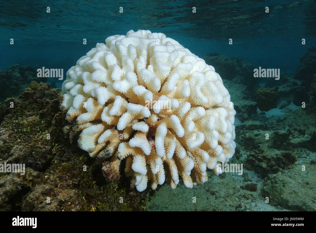 Coral sbianca, imbianchiti Pocillopora corallo in acque poco profonde a causa di El Nino, oceano pacifico del sud, Polinesia francese, Oceania Foto Stock