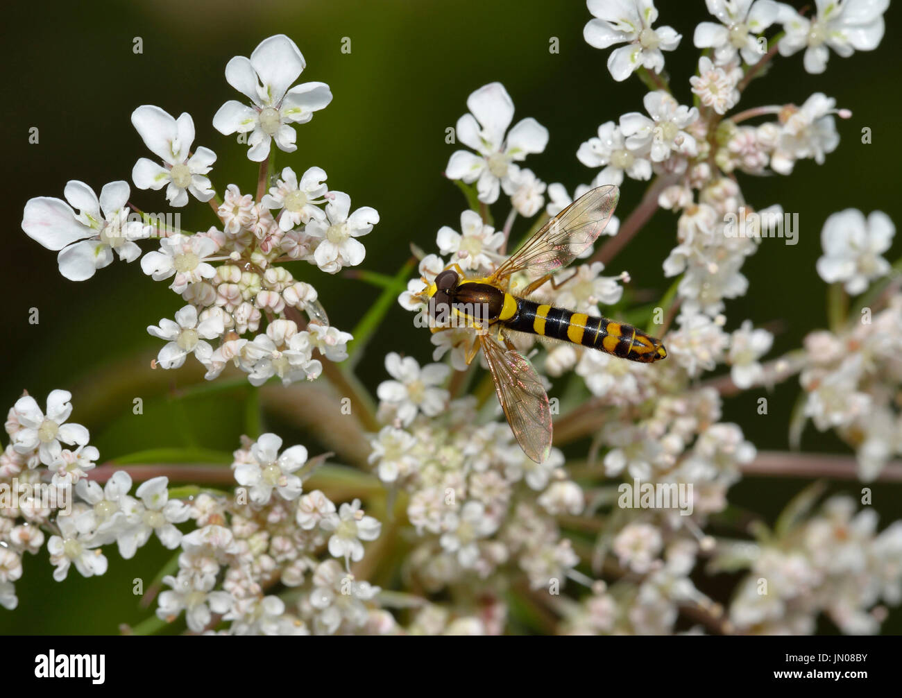 Hoverfly - Sphaerophoria scripta su Wild carota - Daucus carota Foto Stock