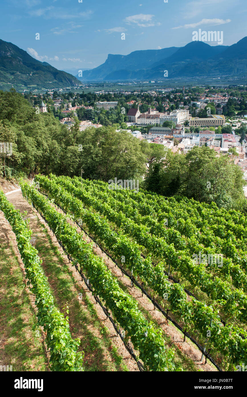 Vista su una piantagione di Apple per la città di Merano in Alto Adige con una gamma di montagna in background in estate. Foto Stock