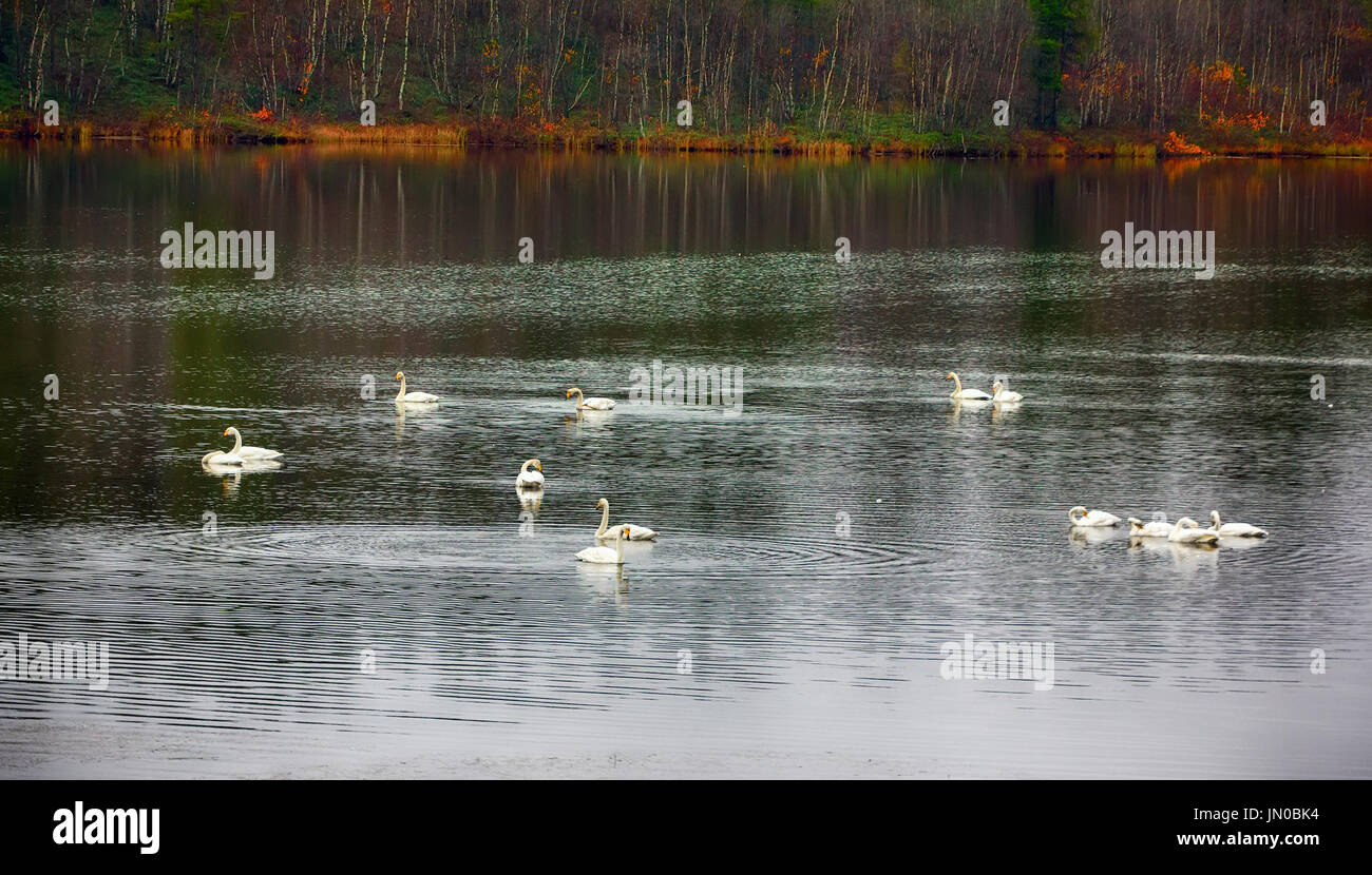 Campione di eleganza e bellezza pura. In autunno la migrazione whooper swan (Cygnus cygnus) arrestato per il riposo e alimentazione sul fiume Foto Stock