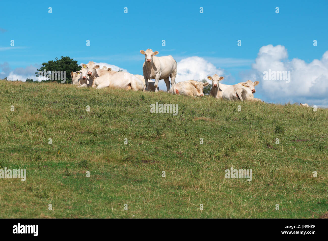 Le mucche in cima ad una collina in estate in Herefordshire England Regno Unito Foto Stock
