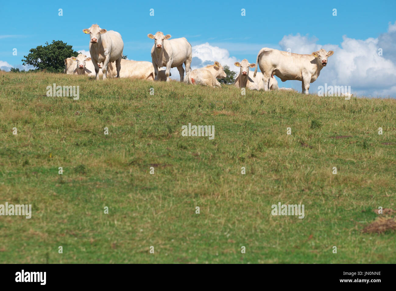 Le mucche in cima ad una collina in estate in Herefordshire England Regno Unito Foto Stock