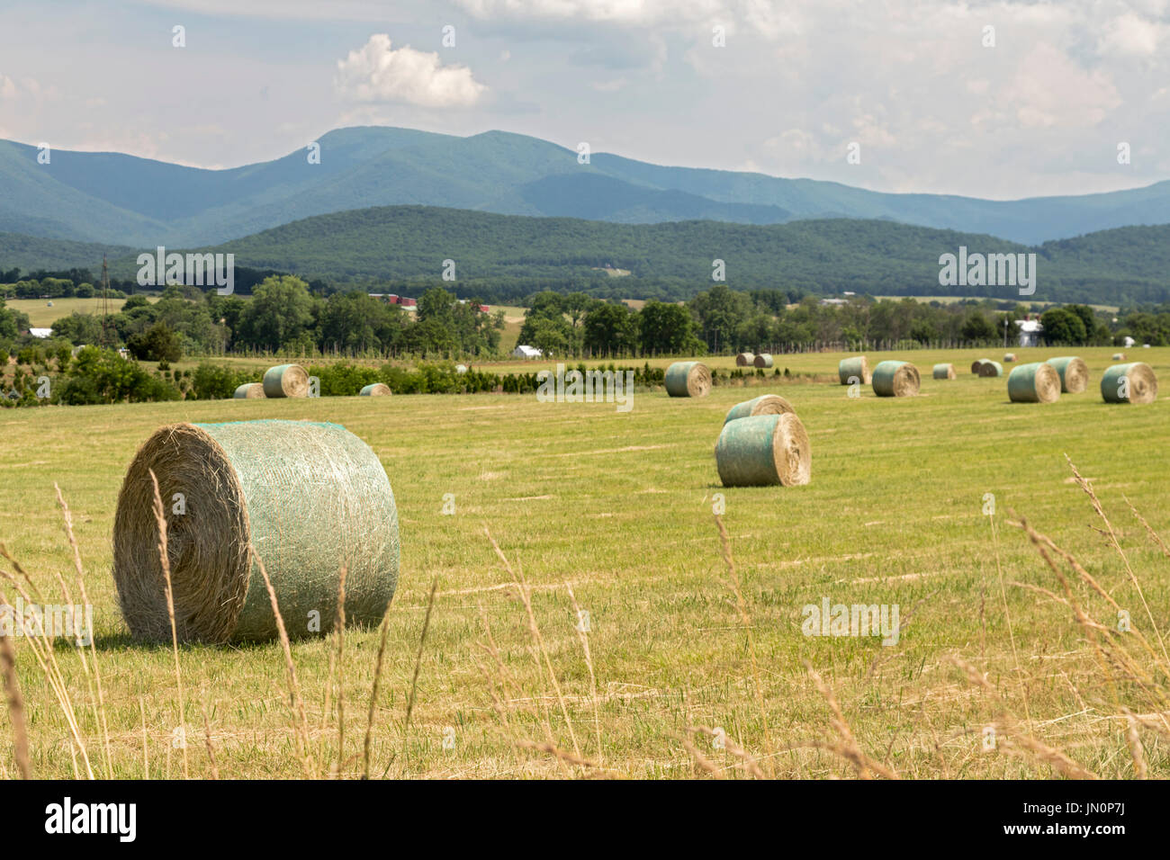 Luray, Virginia - una fattoria campo nella valle di Shenandoah al di sotto delle Blue Ridge Mountains e il Parco Nazionale di Shenandoah. Foto Stock