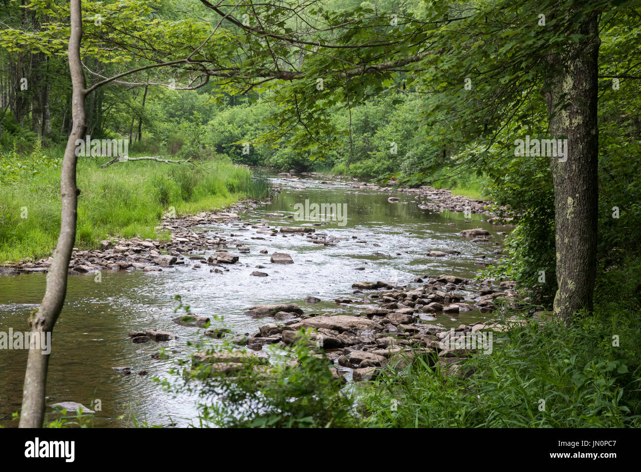 Davis, West Virginia - il fiume Blackwater in Canaan Valley National Wildlife Refuge. Foto Stock