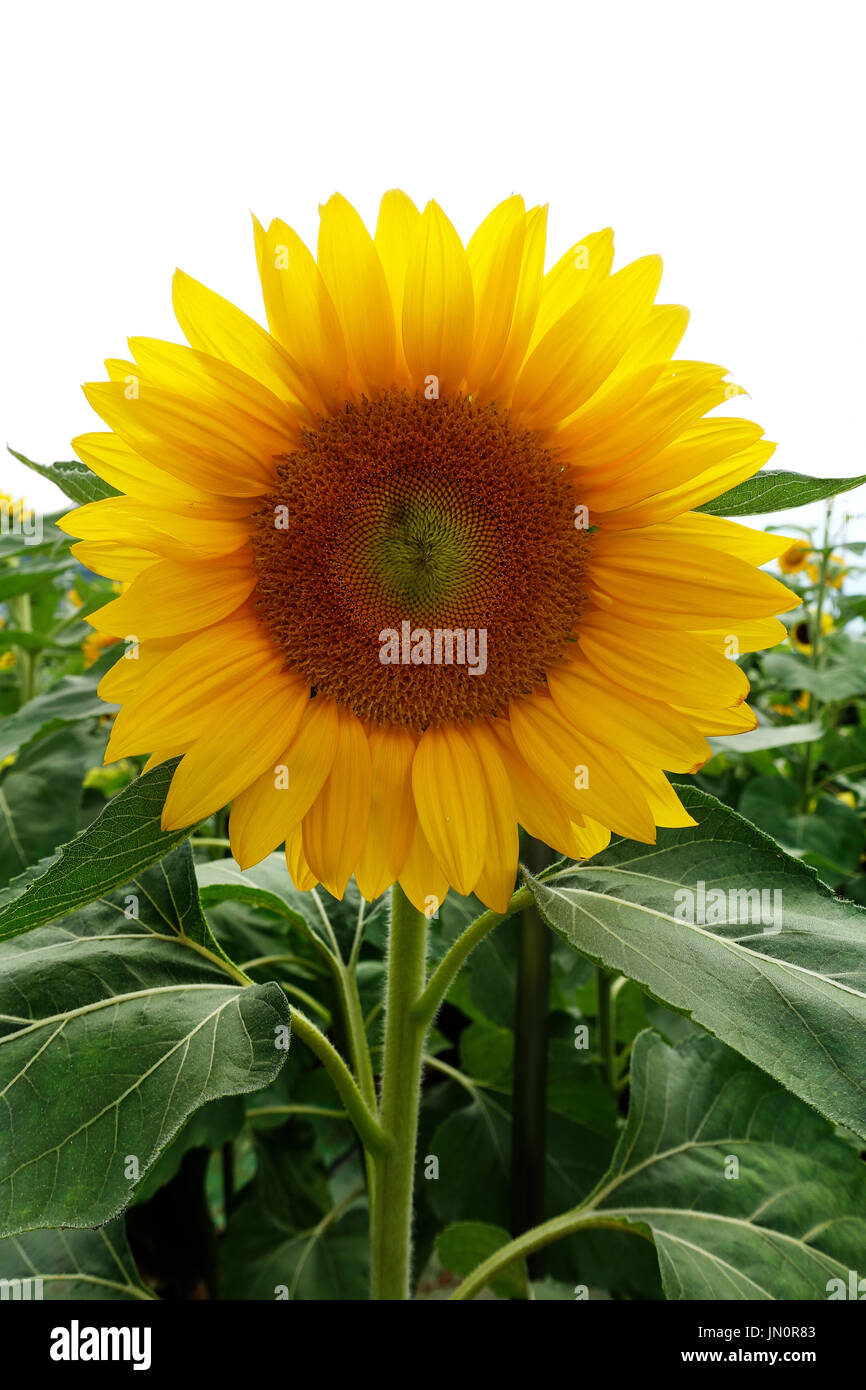 Un girasole giallo con foglie verdi crescente al di fuori nel giardino di girasole all'Aeroporto Changi di Singapore. Foto Stock