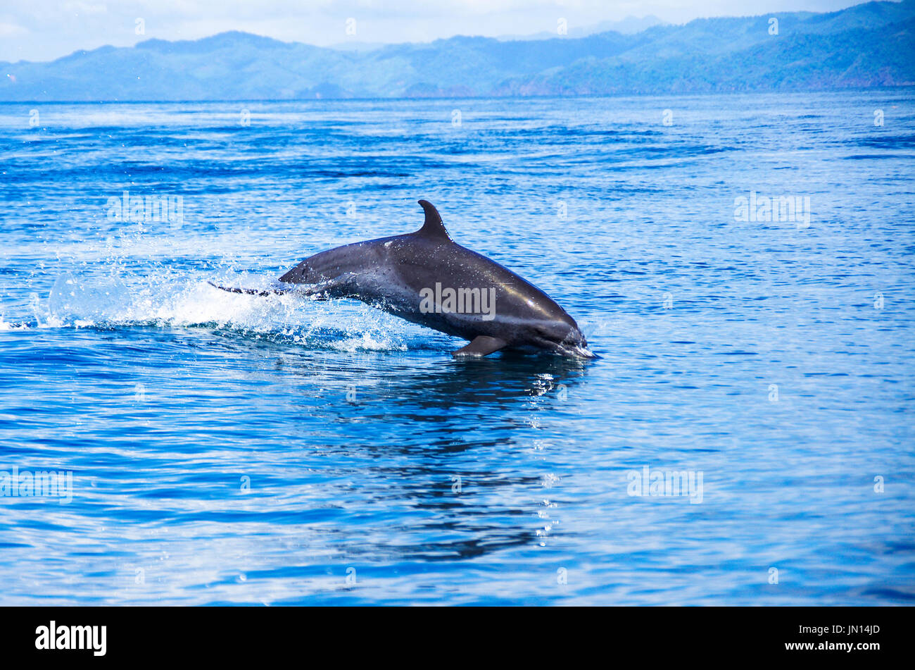 Il tursiope o delfino maggiore salta fuori il blu dell'acqua nell'oceano Pacifico di fronte all isola di Coiba in Panama Foto Stock