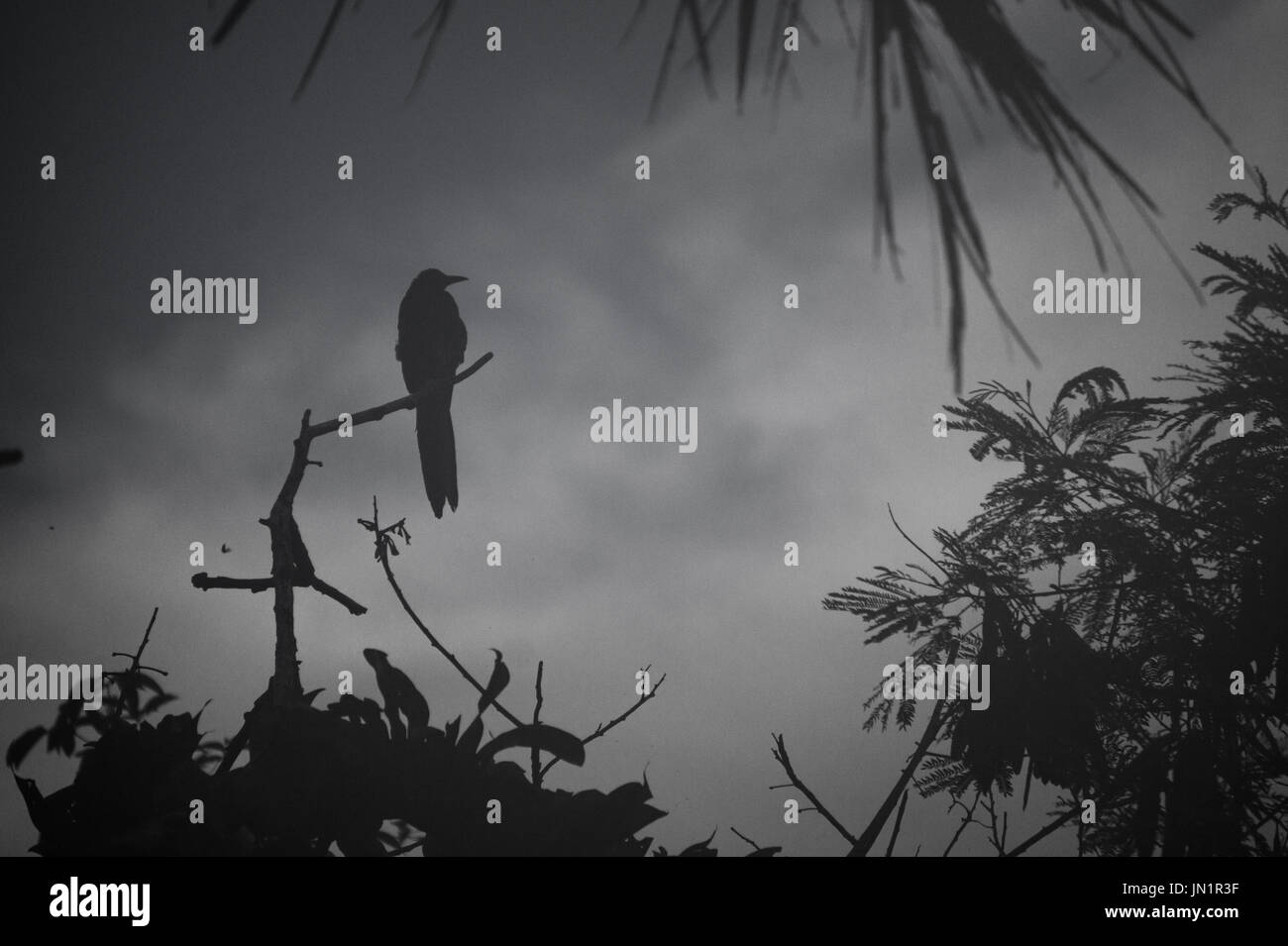 Un uccello nella nebbia tra gli alberi Foto Stock