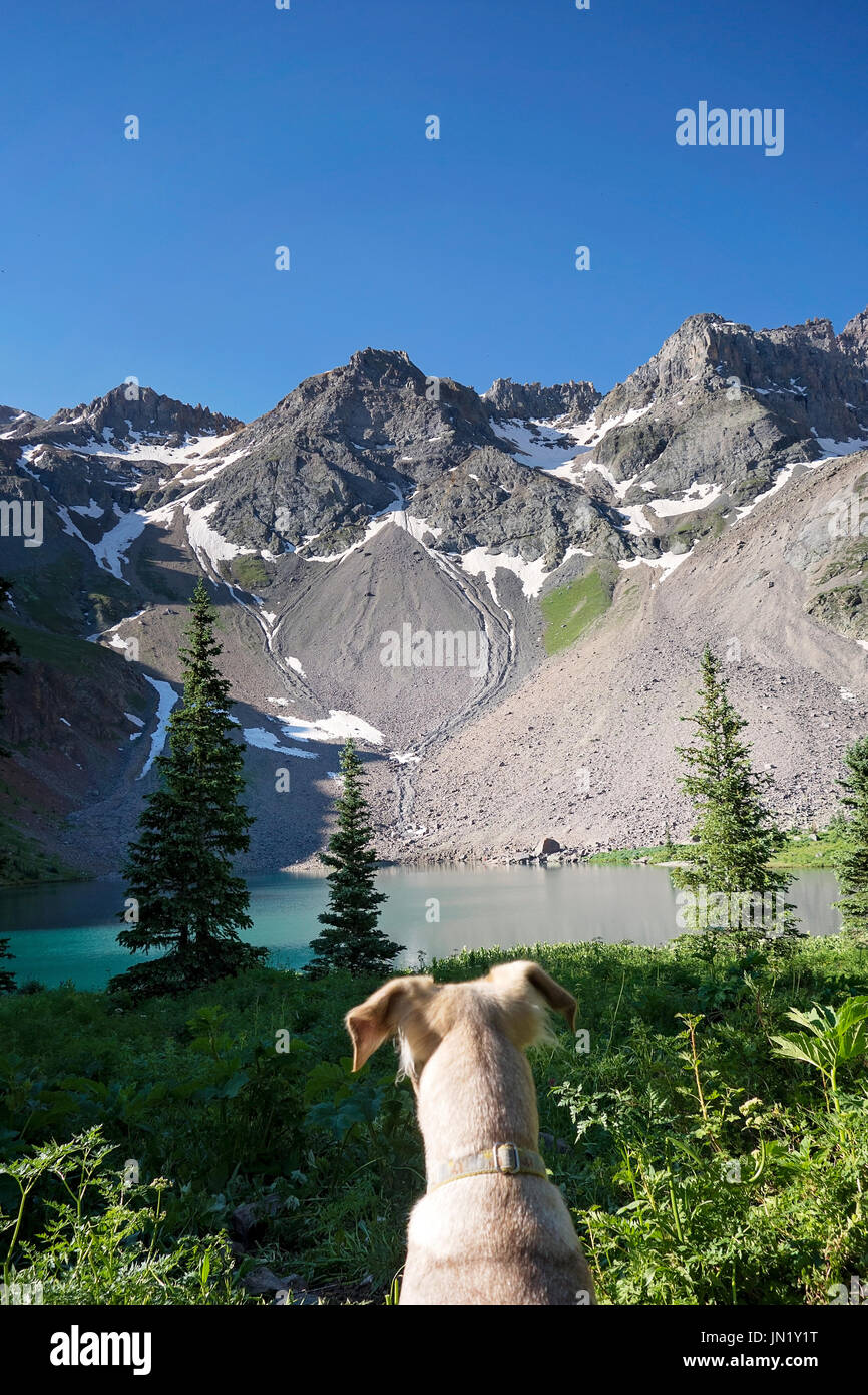 Cane il peering a lago di montagna Foto Stock