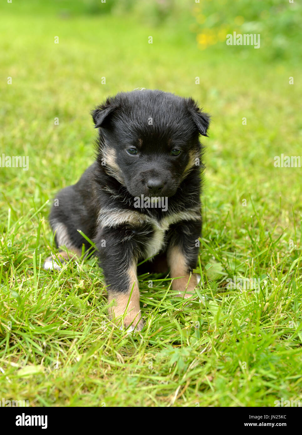 Lapponia renne cane, renne Herder, lapinporokoira (finlandese), lapsk vallhund (svedese). Cucciolo mensile Foto Stock