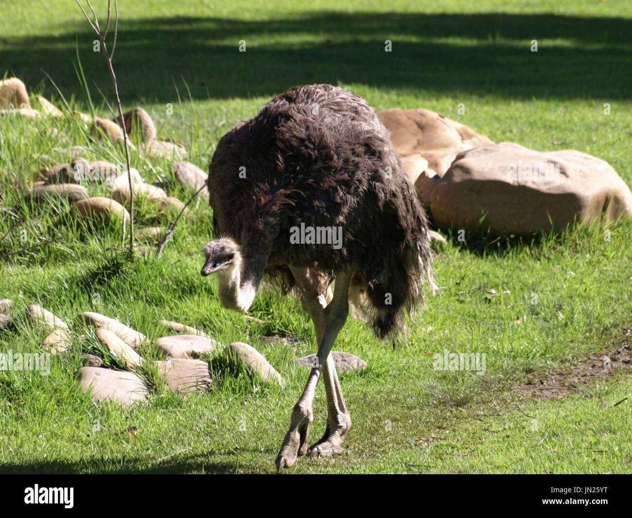 Ostrick camminando sul percorso con rocce in background Foto Stock