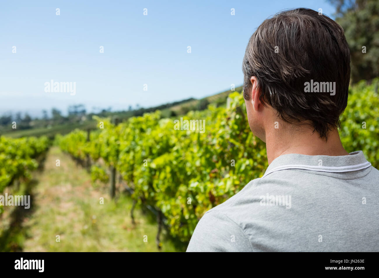 Riflessivo vignaiolo in piedi in vigna in una giornata di sole Foto Stock