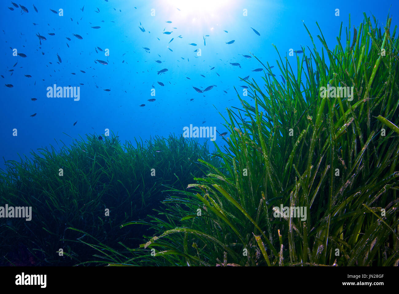 Scena subacquea dei prati del mare di nettuno (Posidonia oceanica) nel Parco Naturale di Ses Salines (Formentera, Isole Baleari, Mar Mediterraneo, Spagna) Foto Stock