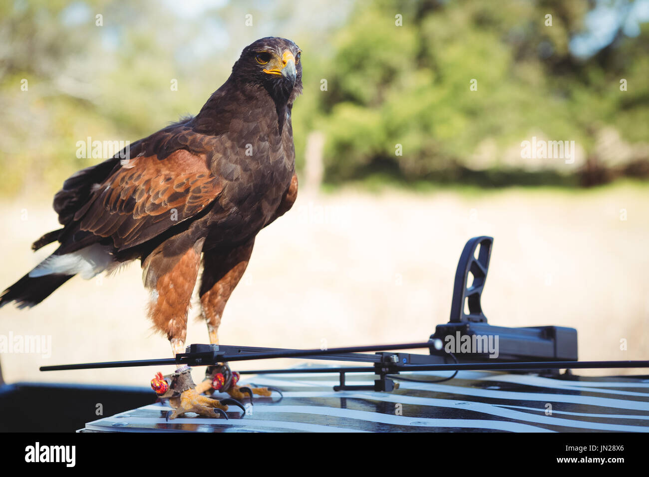 Golden Eagle appollaiate sul tavolo durante la giornata di sole Foto Stock