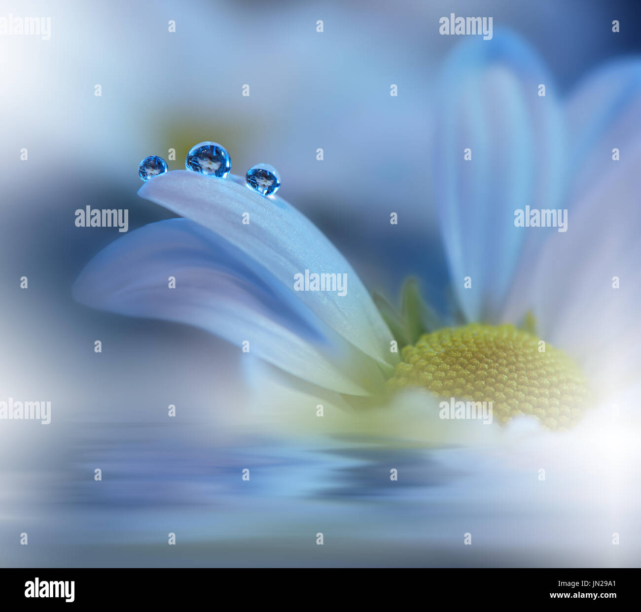 Bellissimi fiori riflessi nell'acqua, spa concept.cartolina. Sfondo blu.gocce d'acqua pura. Foto Stock