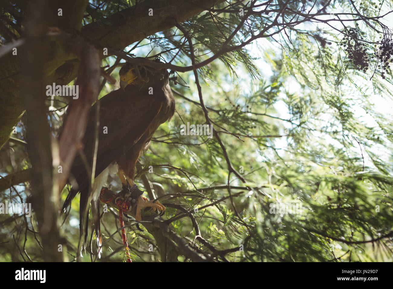 Basso angolo vista di golden eagle appollaiate su albero nella foresta Foto Stock