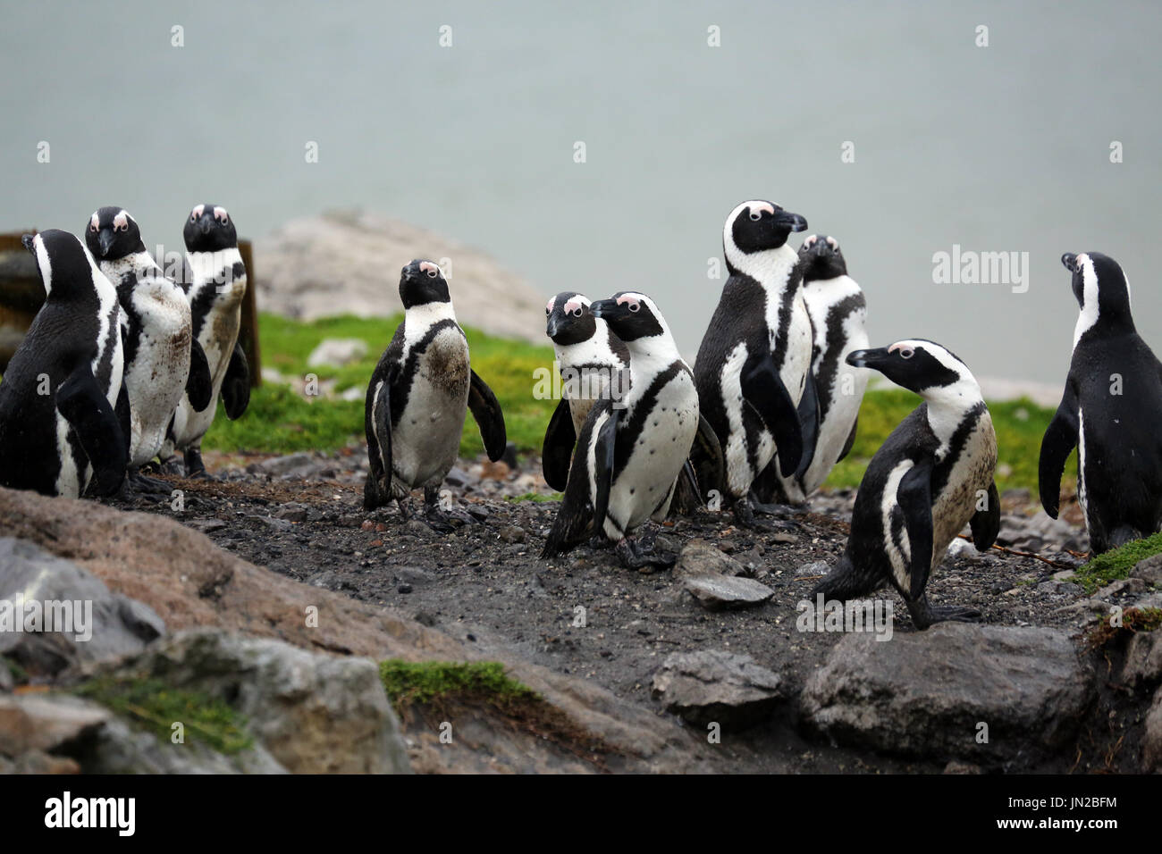 Africani o dei pinguini Jackass Penguin (Spheniscus demersus) presso la colonia di pinguini di Stony Point, getting curioso circa i visitatori Foto Stock