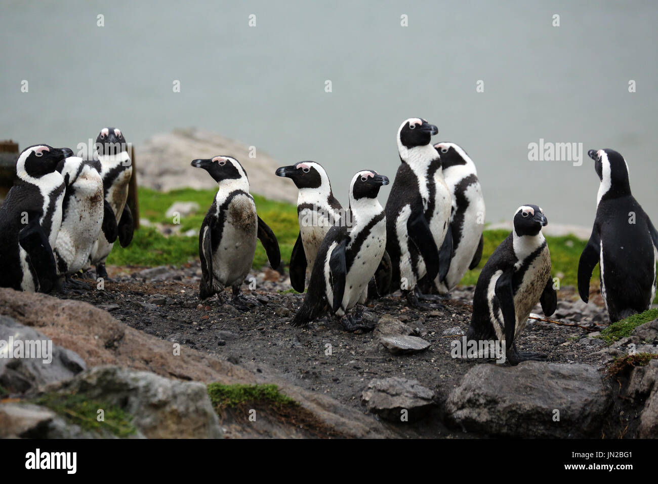 Africani o dei pinguini Jackass Penguin (Spheniscus demersus) presso la colonia di pinguini di Stony Point, getting curioso circa i visitatori Foto Stock