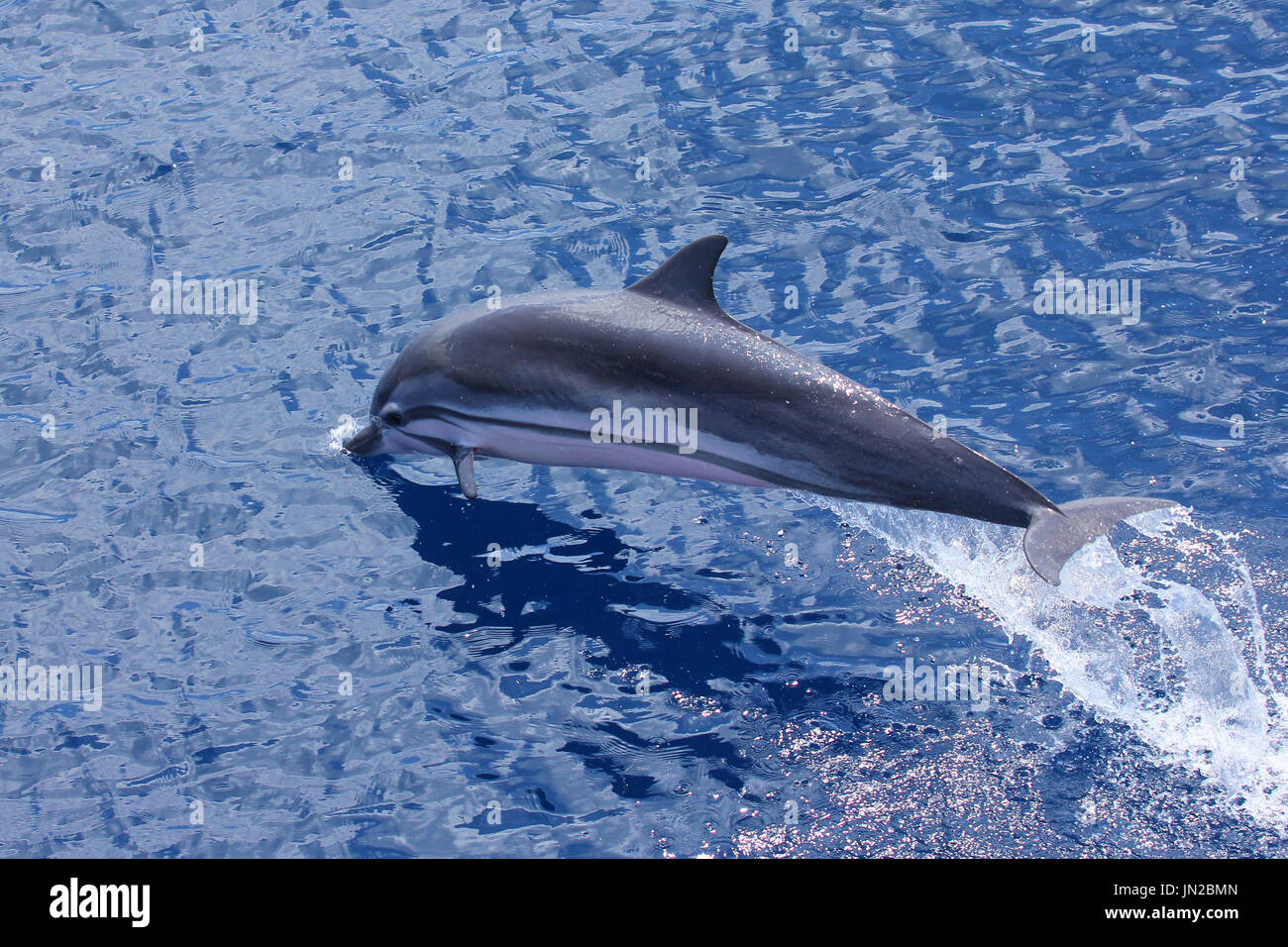 Striping (Delfino Stenella coeruleoalba) violazione dell'Oceano Indiano Foto Stock