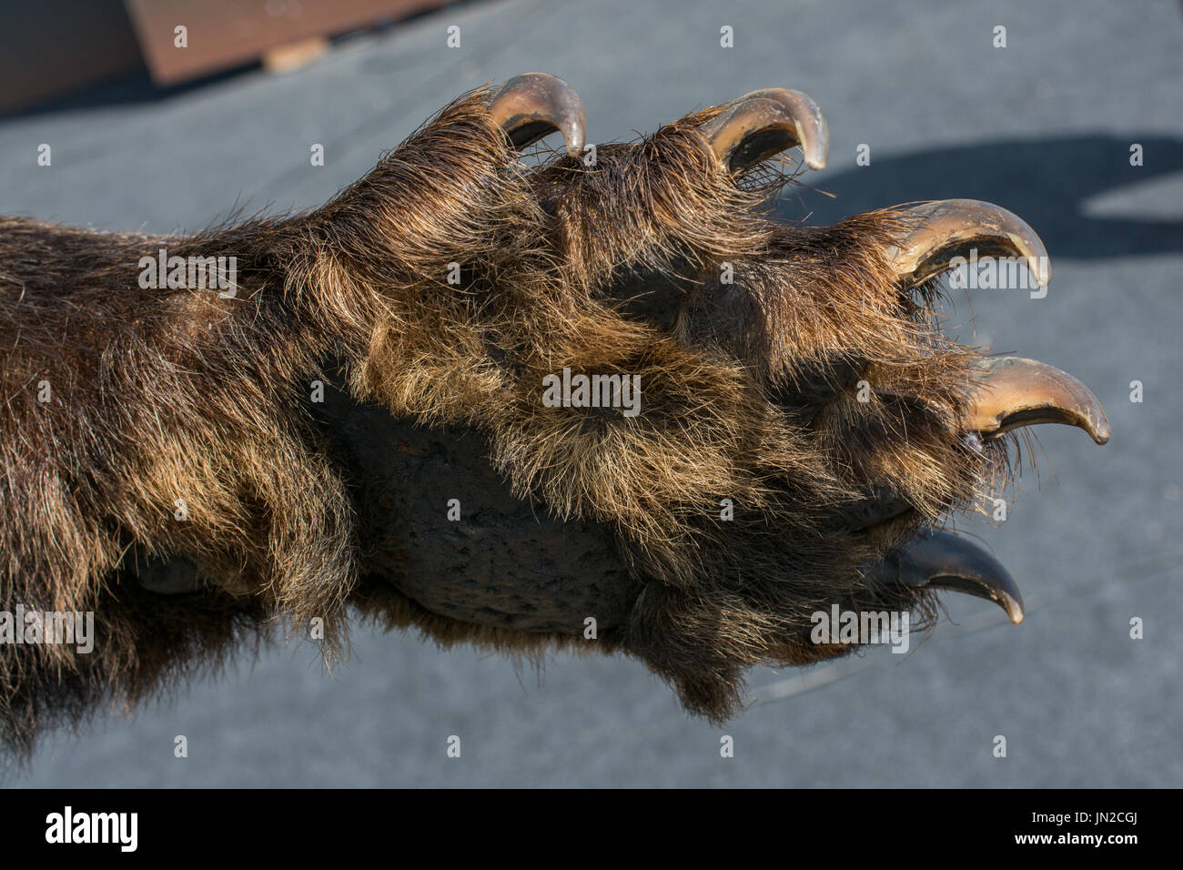 Black Bear zampa con artigli affilati in vista Foto Stock