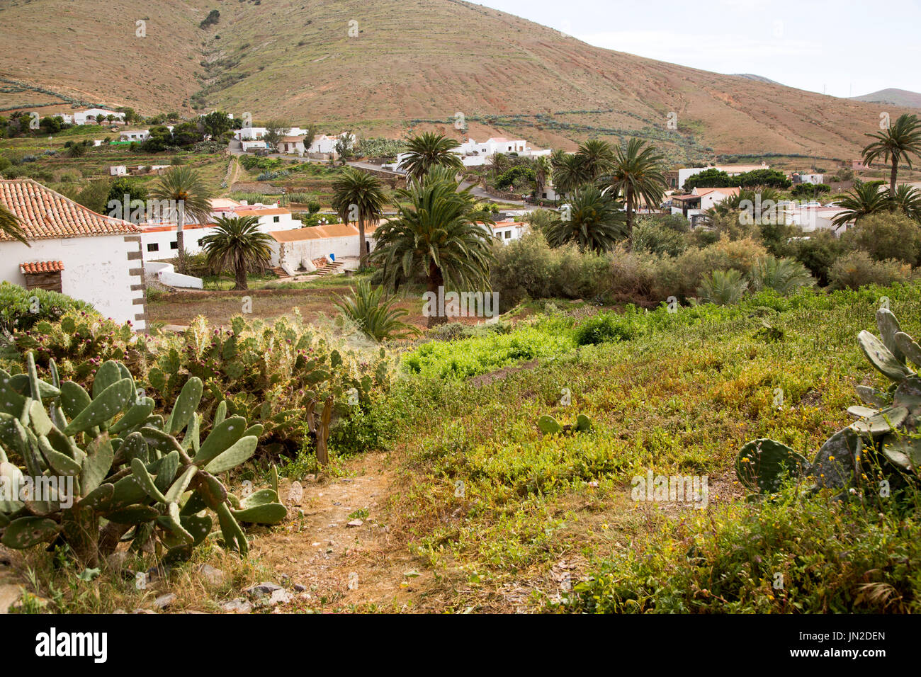 Oasi di verde vegetazione nel villaggio di Betancuria, Fuerteventura, Isole Canarie, Spagna Foto Stock