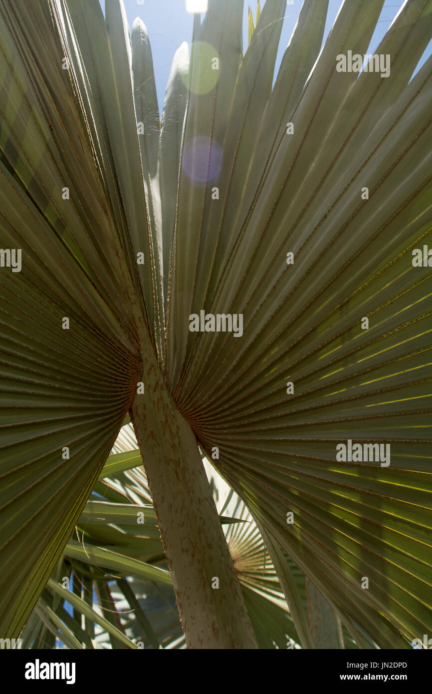 Le palme del ventilatore al di fuori della casa di botanica in Balboa Park, San Diego, California Foto Stock