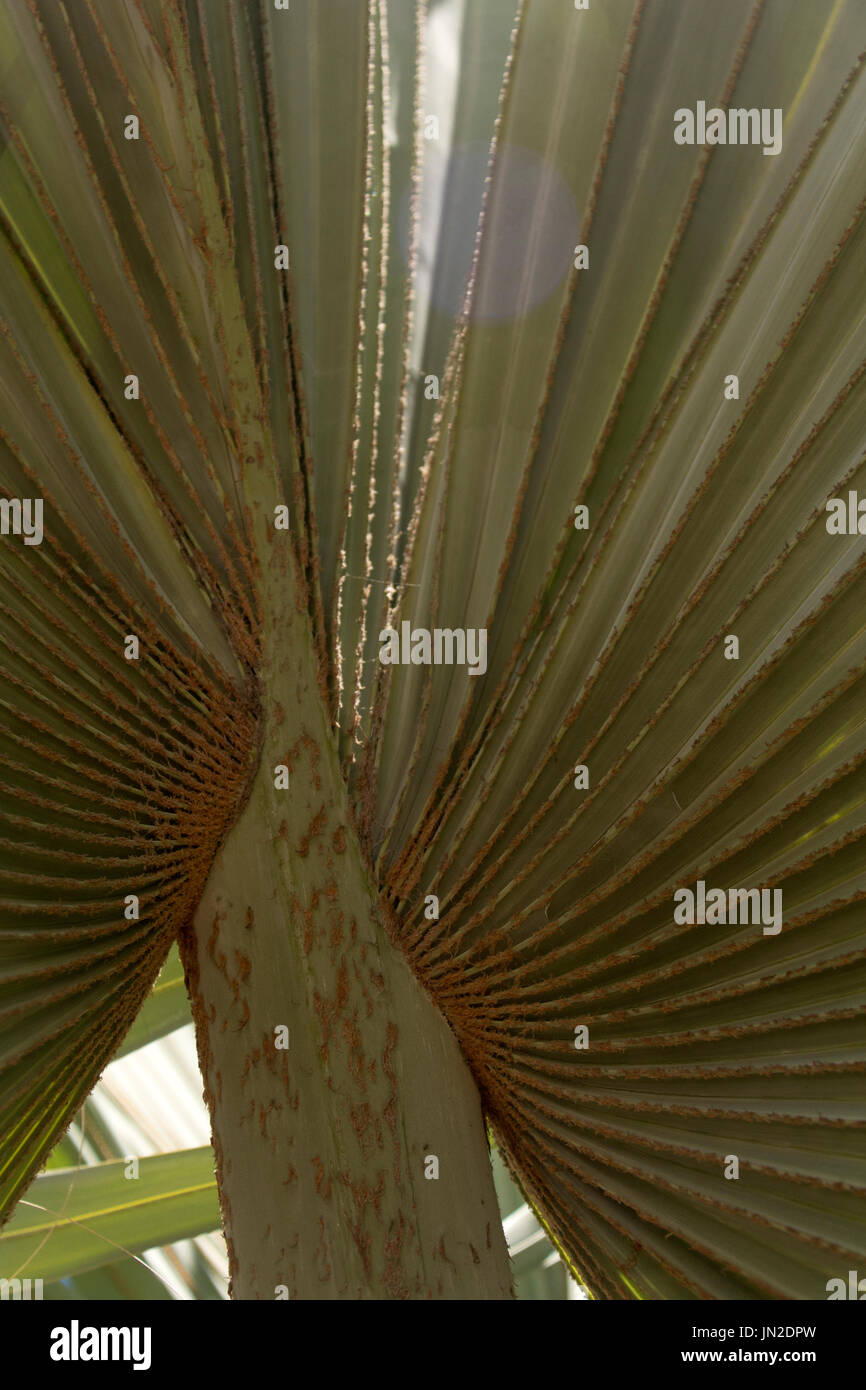Le palme del ventilatore al di fuori della casa di botanica in Balboa Park, San Diego, California Foto Stock