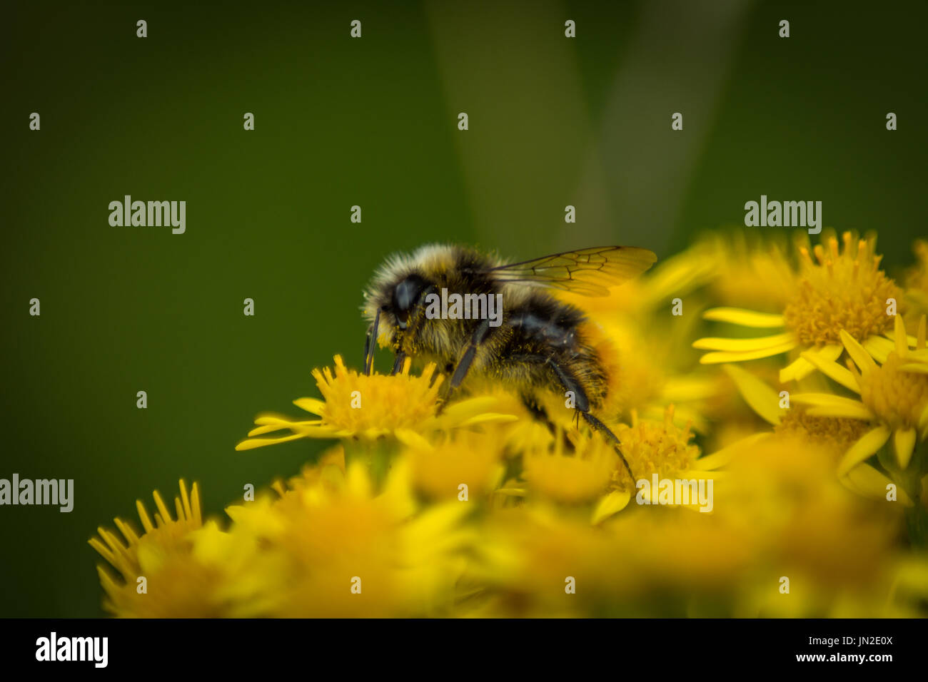 Honeybee in fiori gialli. Foto Stock