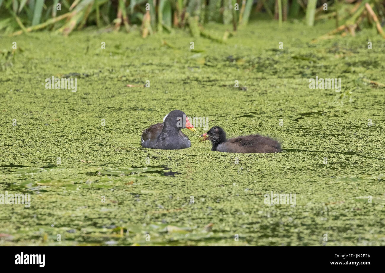 Madre moorhen alimentando il suo bambino Foto Stock