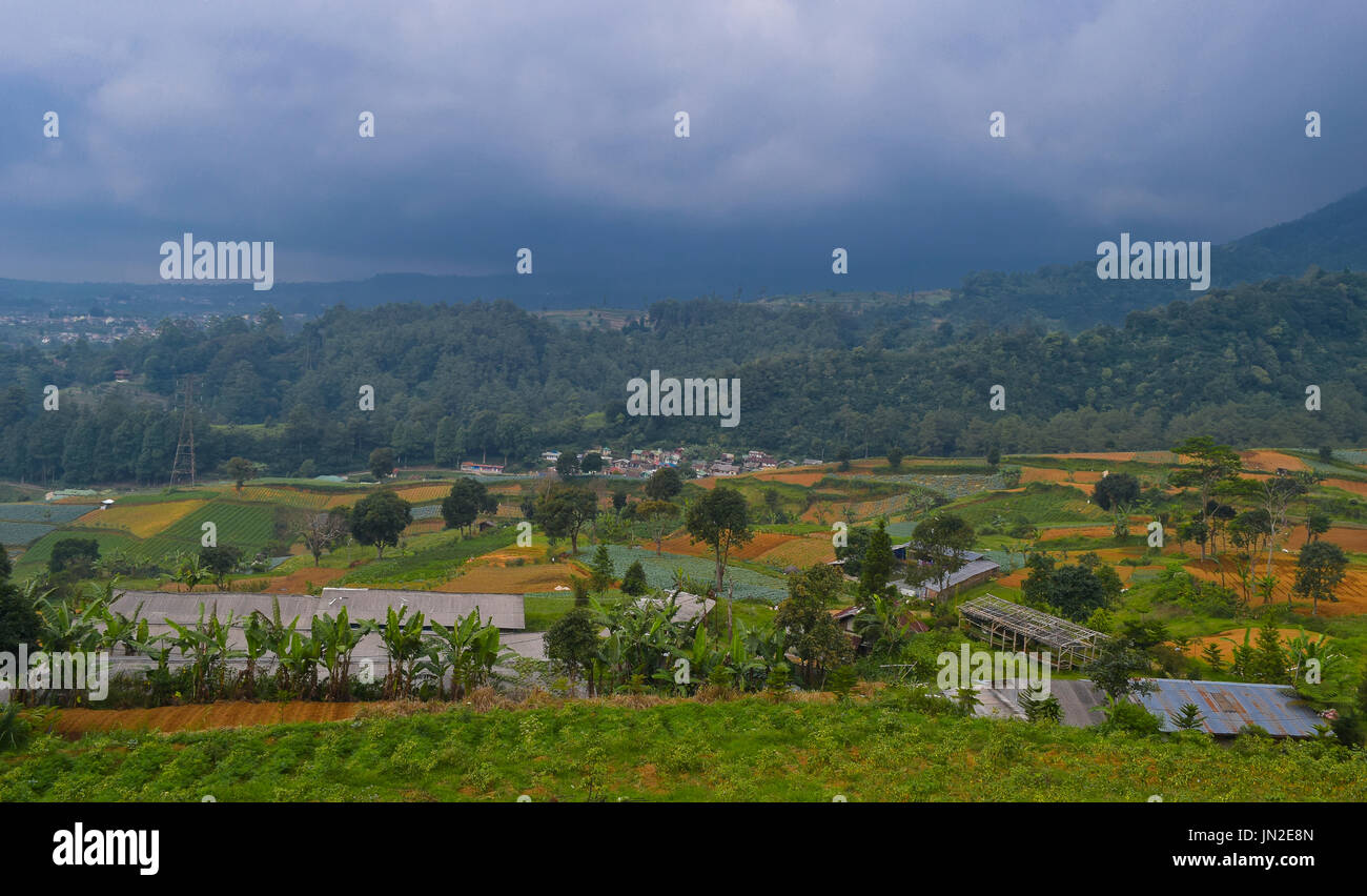 Piantagione di senape verdi a Puncak, Bogor, Indonesia Foto Stock