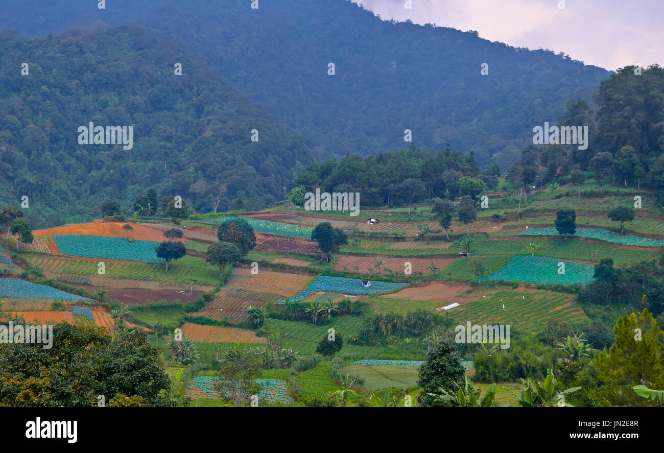 Piantagione di senape verdi a Puncak, Bogor, Indonesia Foto Stock